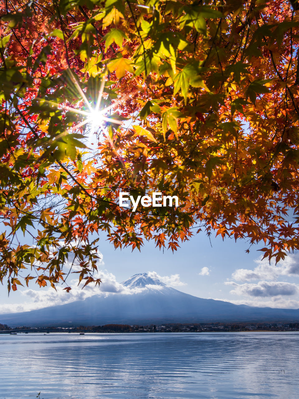 Tree by lake against sky during autumn