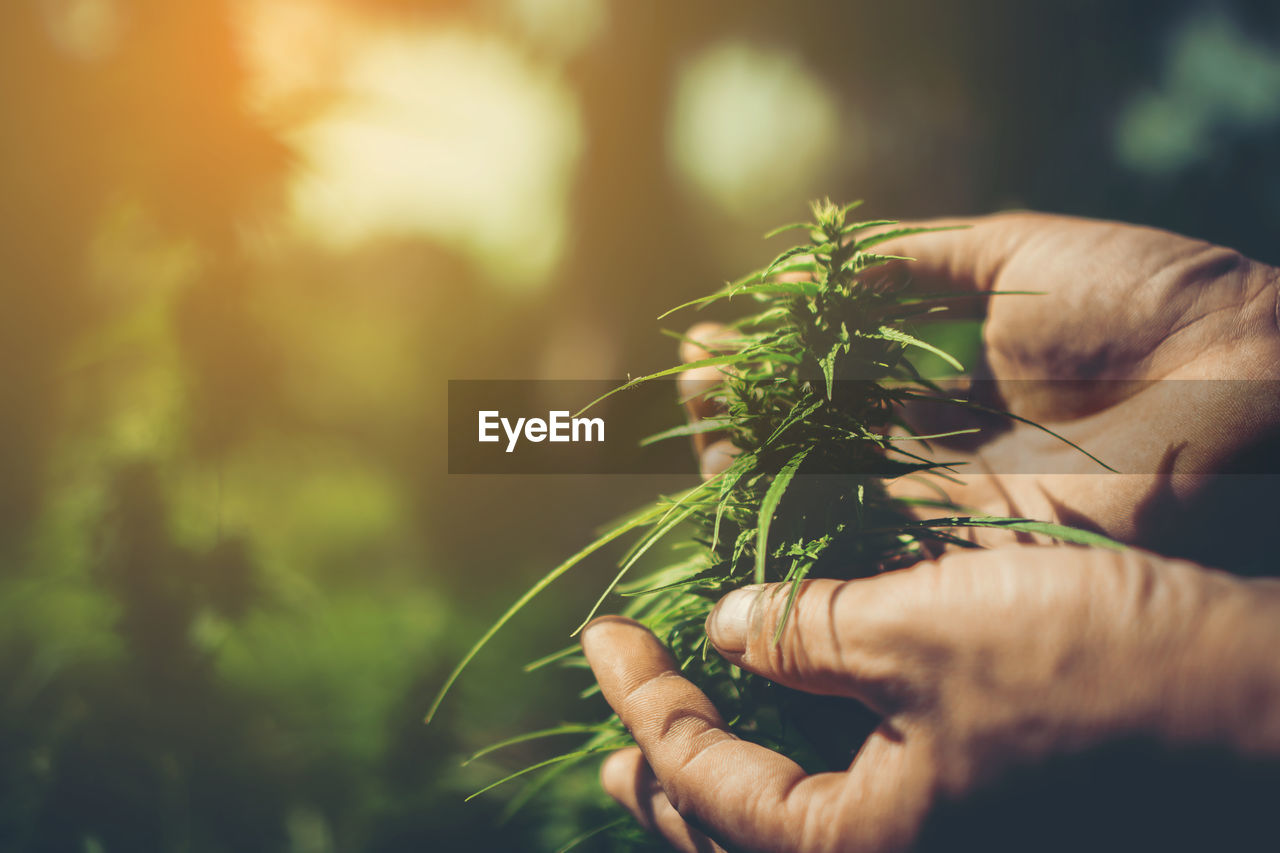 Hand of farmer holding cannabis at farm.