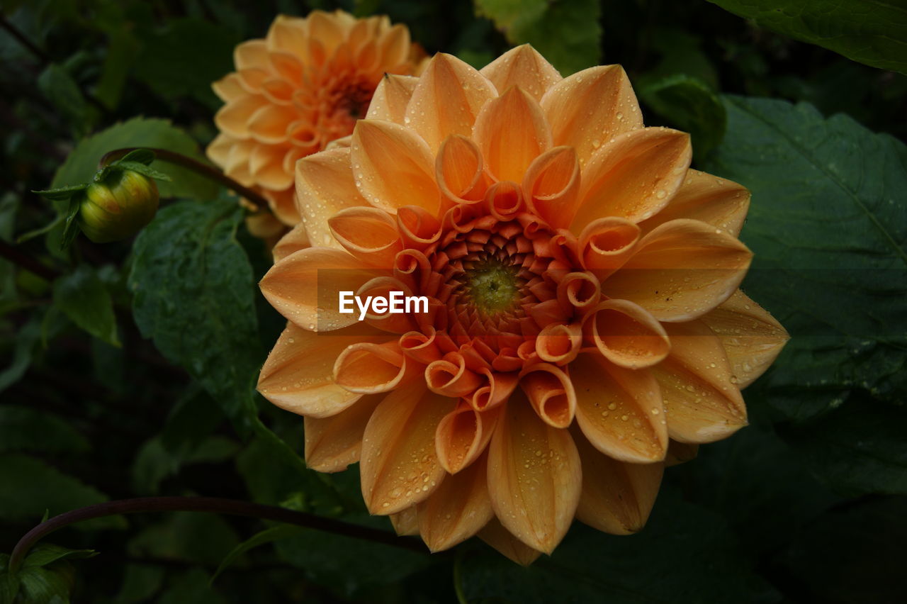 CLOSE-UP OF ORANGE FLOWERS BLOOMING OUTDOORS