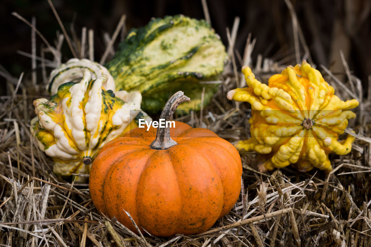 CLOSE-UP OF PUMPKINS ON AUTUMN LEAVES