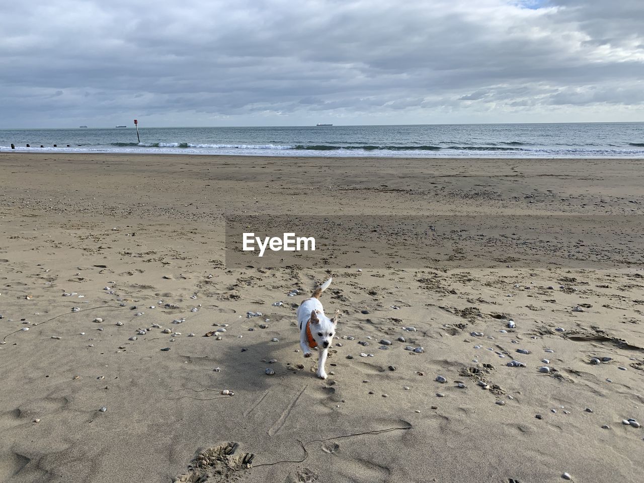 DOG AT BEACH