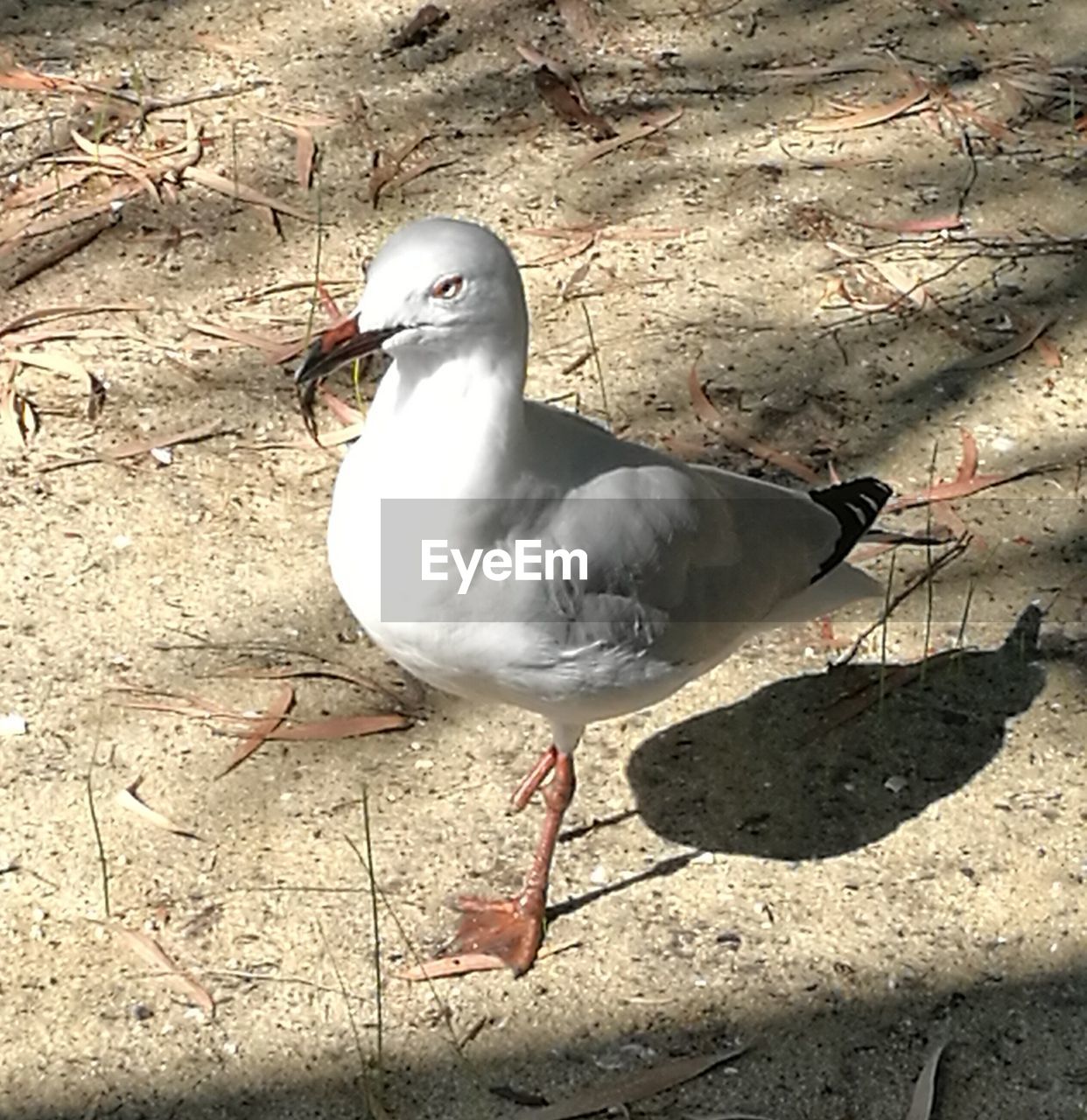 CLOSE-UP OF SEAGULL PERCHING ON WOOD