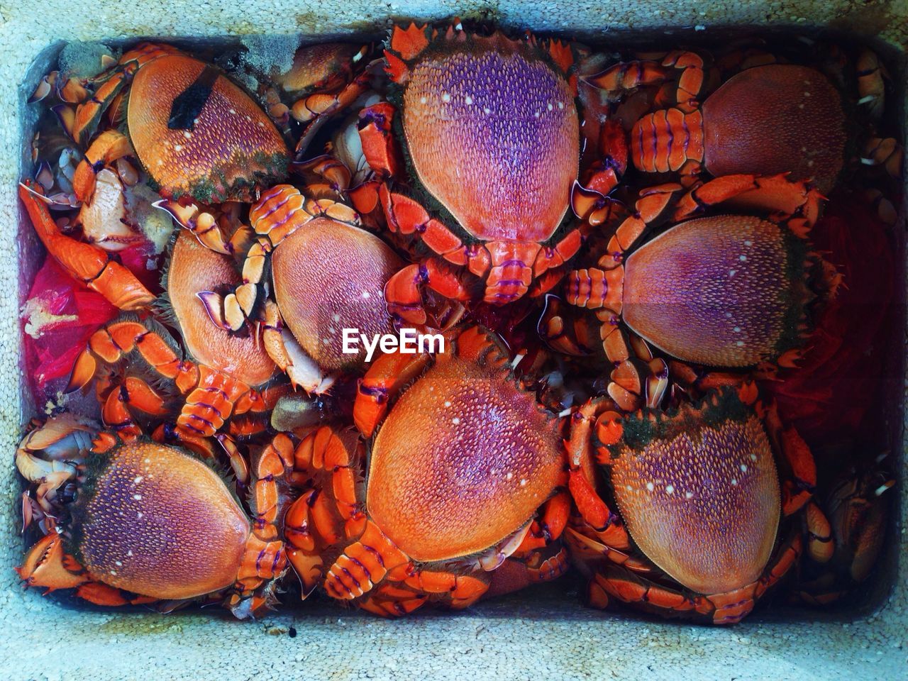 High angle view of crabs