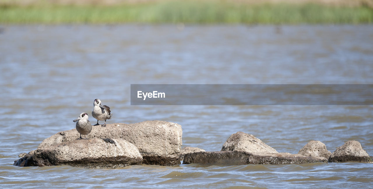 Close-up of bird perching at beach