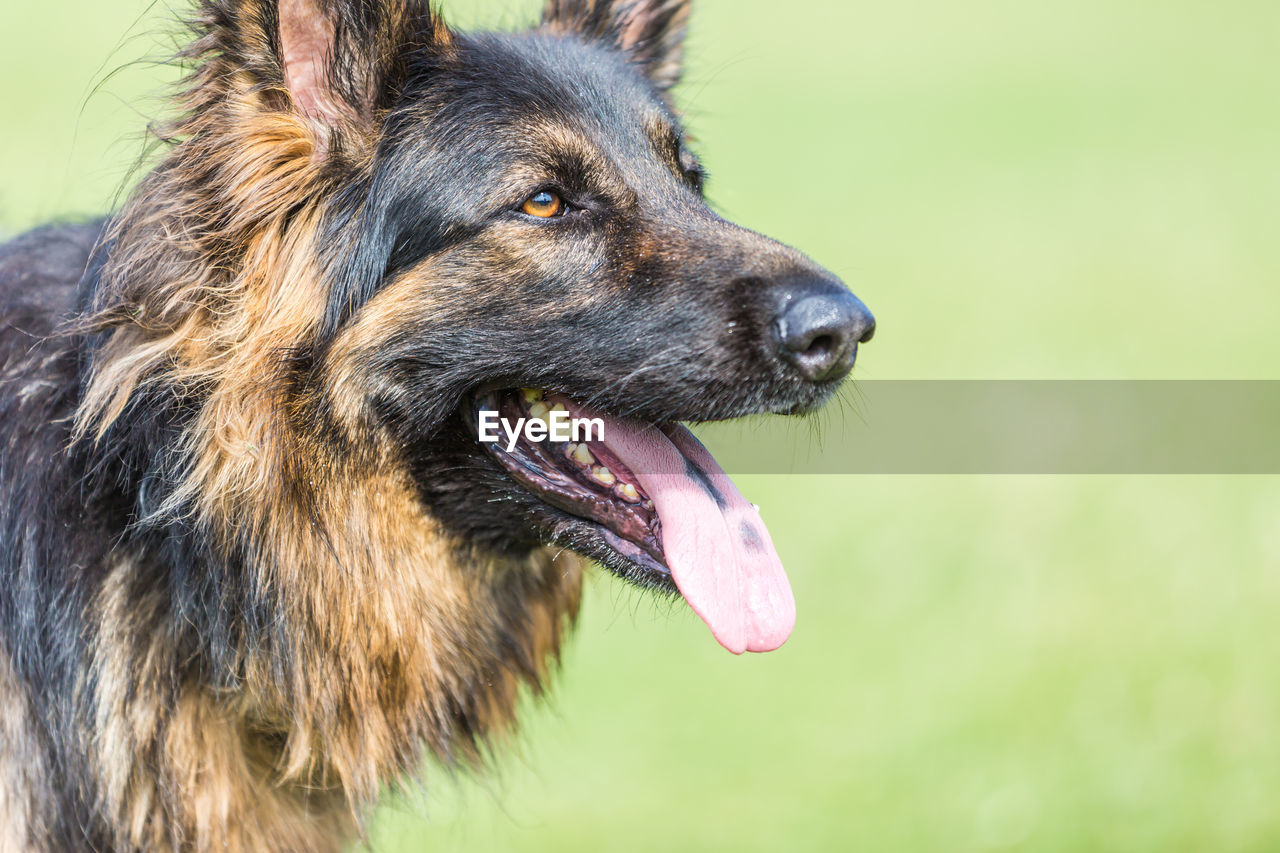 Close-up of german shepherd stick out tongue