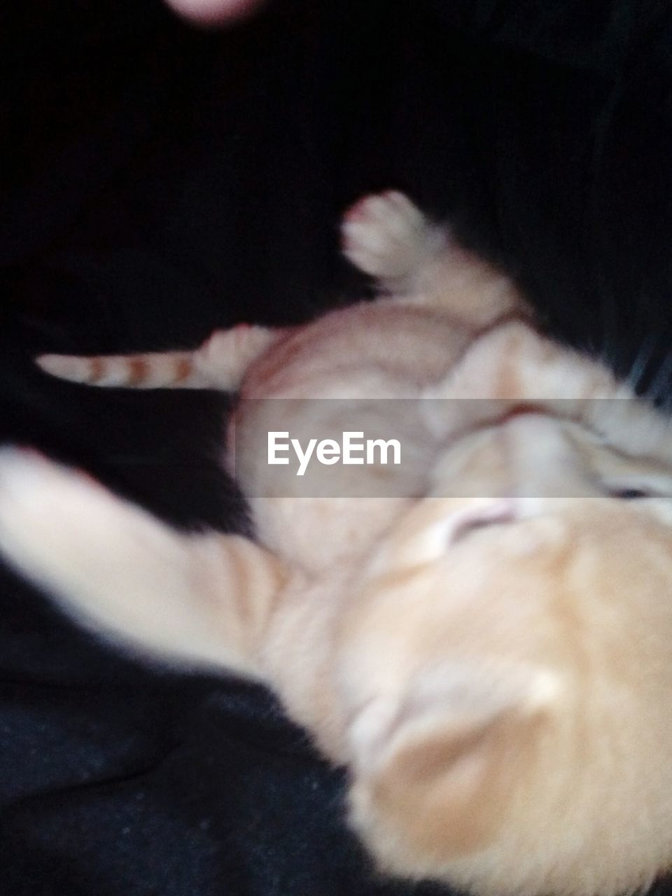 CLOSE-UP OF CAT SLEEPING ON BLANKET