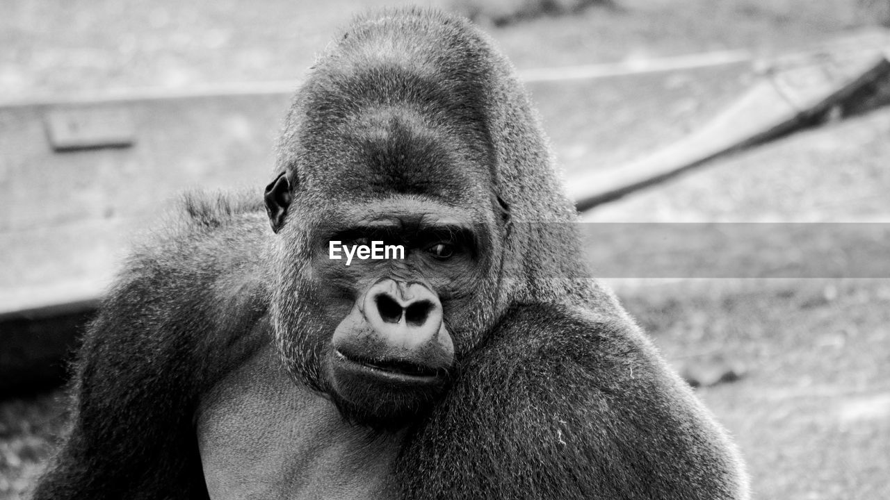 CLOSE-UP PORTRAIT OF MATURE WOMAN AT ZOO