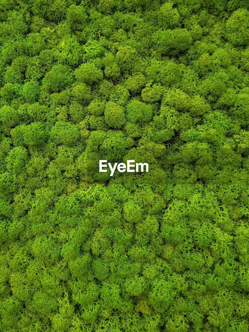 full frame shot of green plants