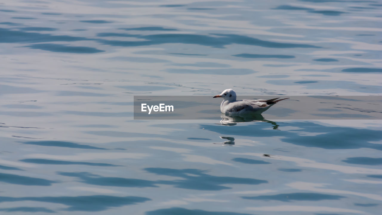 HIGH ANGLE VIEW OF MALLARD DUCK SWIMMING IN LAKE