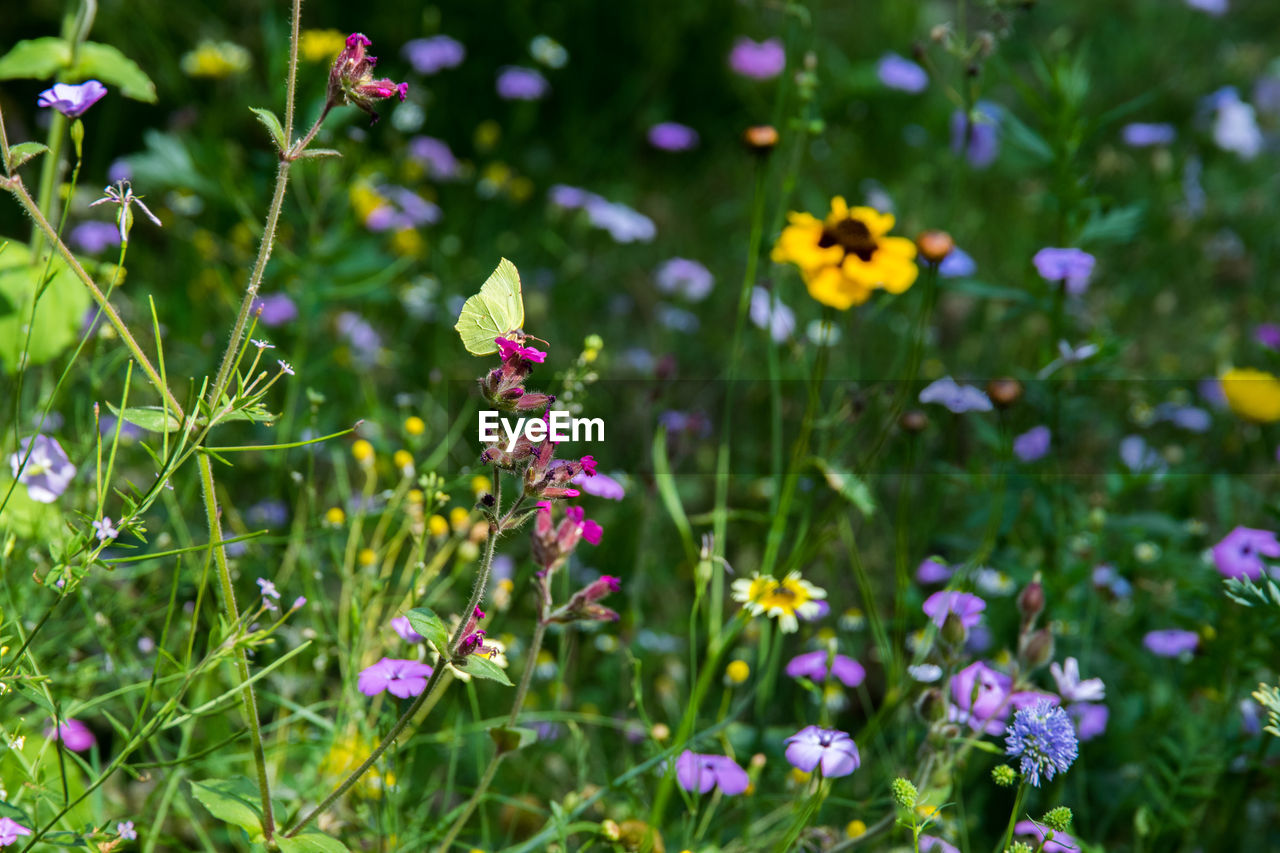 Close-up of purple flowering plants on field and butterfly 