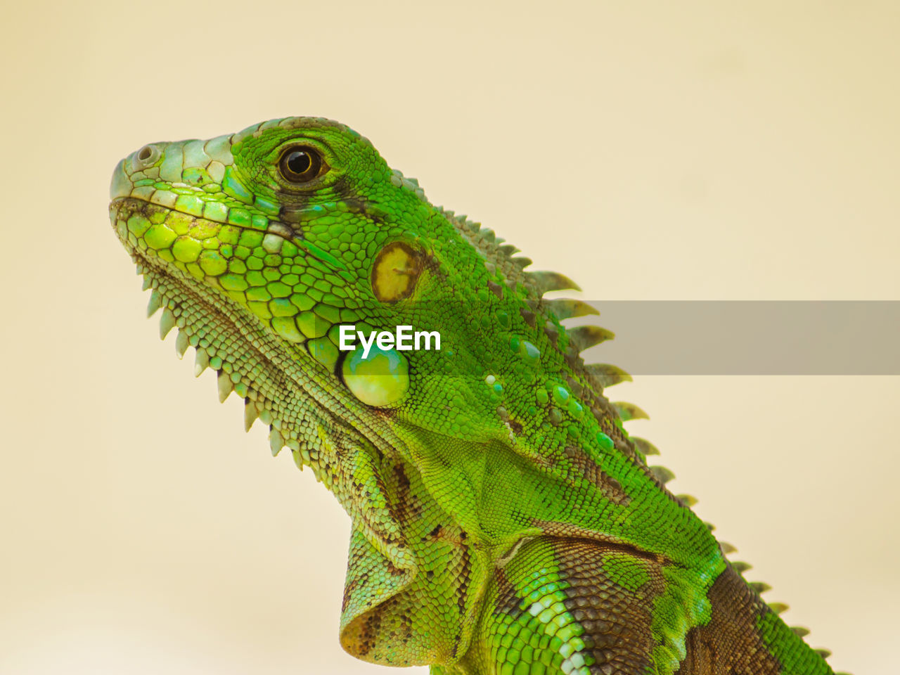 animal themes, animal, lizard, one animal, green, reptile, iguana, common chameleon, chameleon, animal wildlife, iguania, no people, animal body part, side view, wall lizard, nature, close-up, profile view, wildlife, portrait