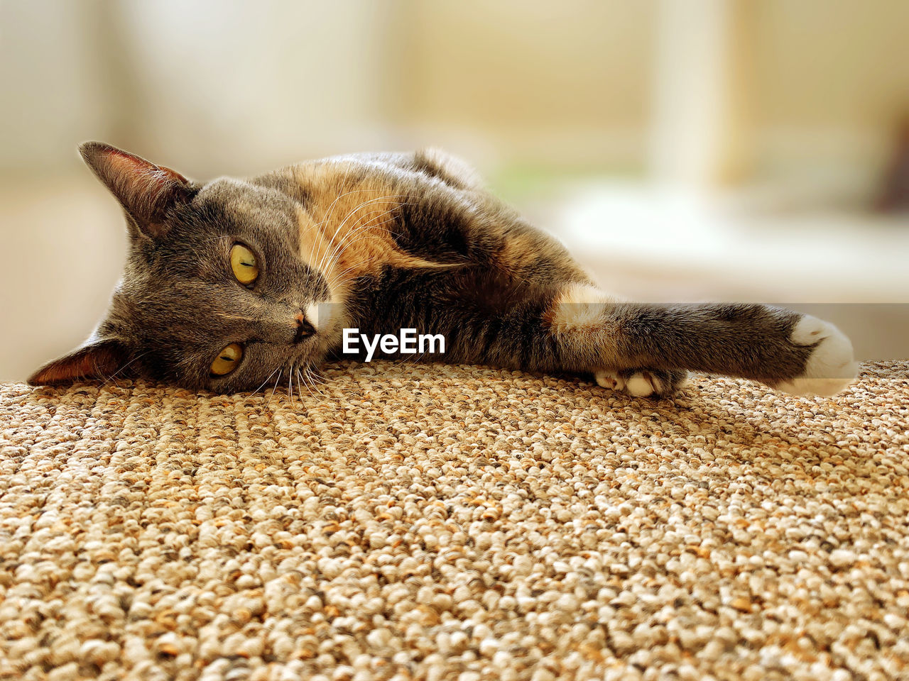 CLOSE-UP OF CAT RELAXING ON RUG