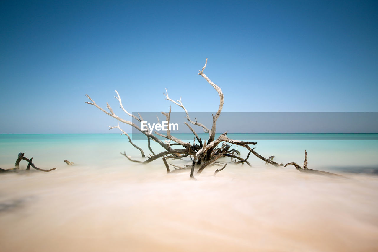 Dead tree on beach against clear blue sky