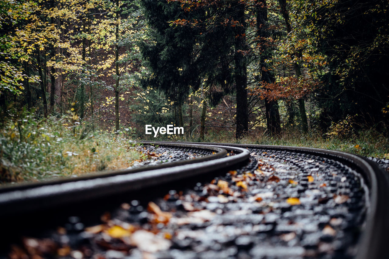 Surface level of railroad track amidst trees in forest