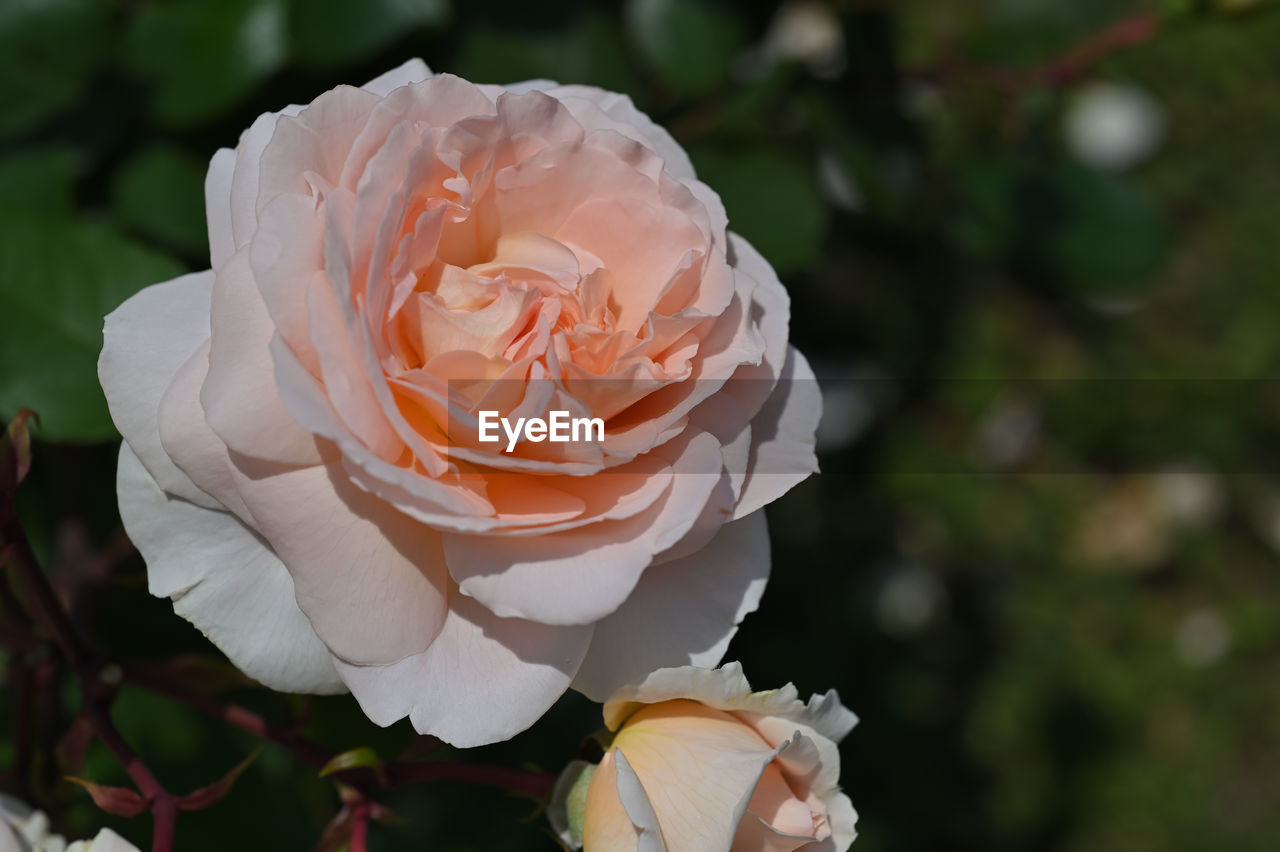 Close-up of pale pink rose