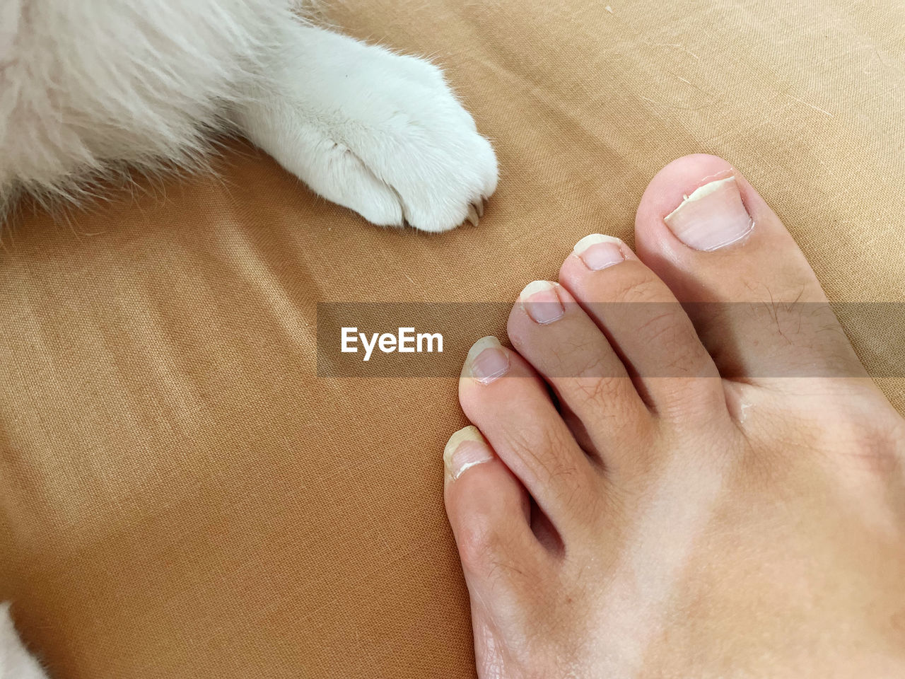 skin, human leg, nose, relaxation, human foot, limb, hand, one person, indoors, adult, finger, toe, lifestyles, nail, women, resting, nail polish, close-up, animal, barefoot, high angle view, low section, lying down, one animal, toenail, comfortable, human mouth, animal themes, leisure activity