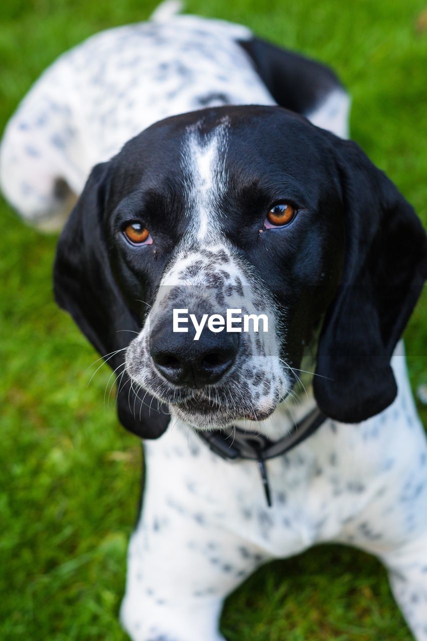 Close-up portrait of black dog