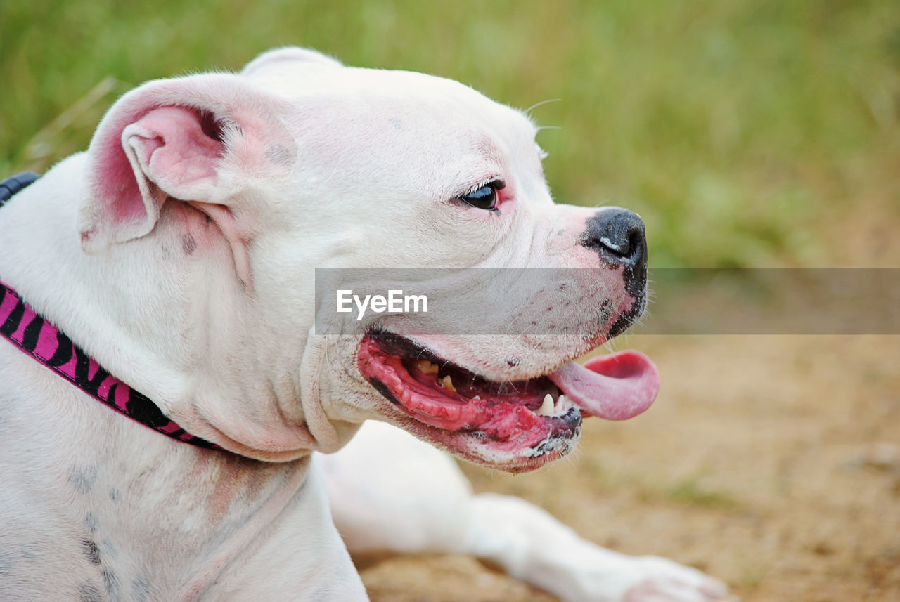 Close-up of american bulldog on field