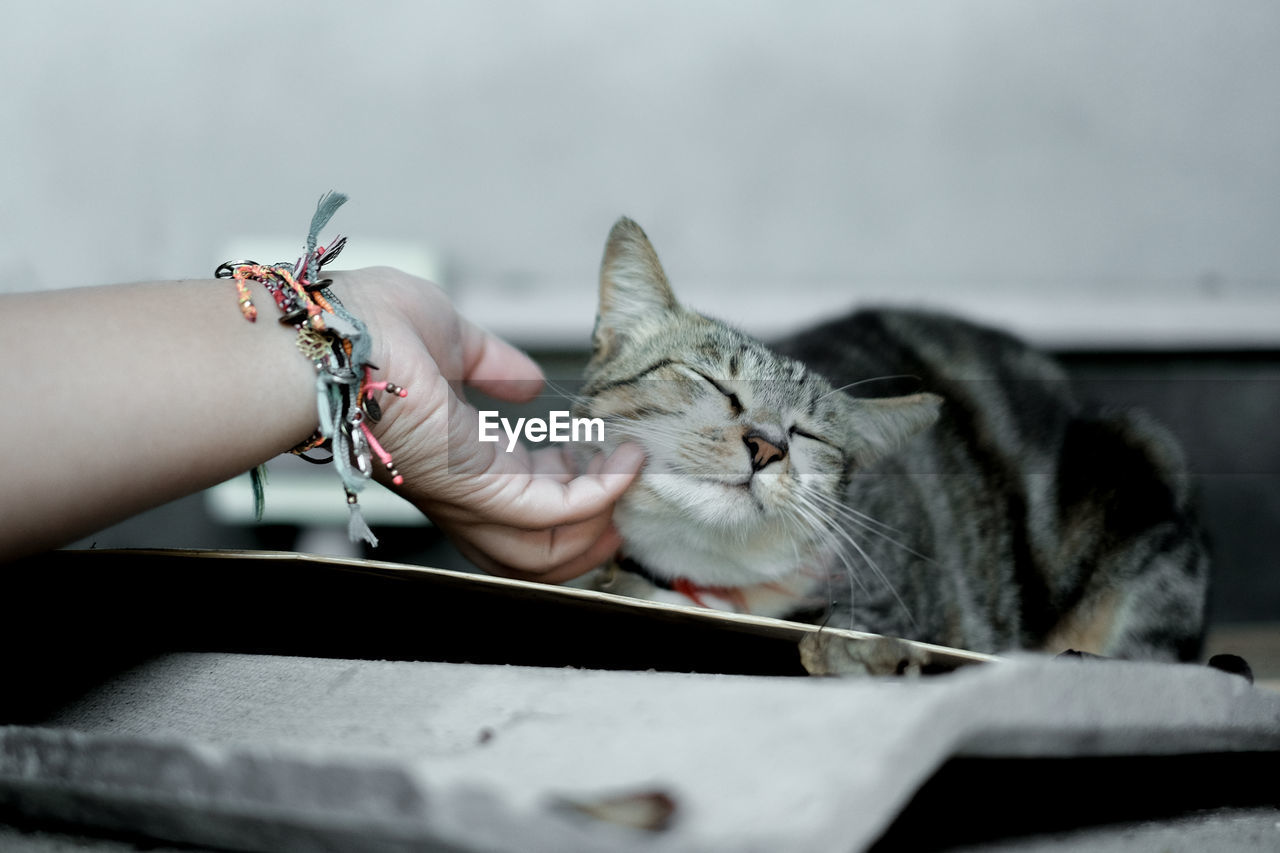 Close-up of hand touching tabby cat