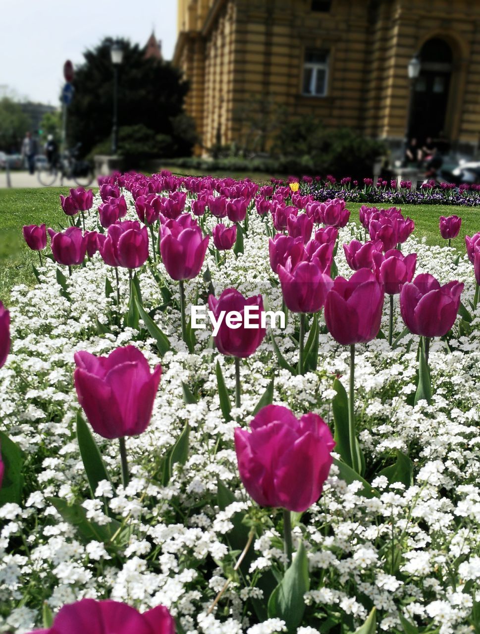 PINK FLOWERS BLOOMING IN GARDEN