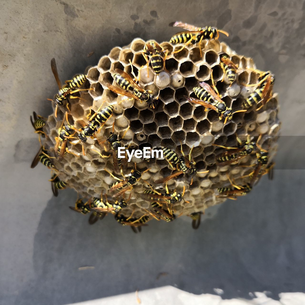 High angle view of bee on leaf