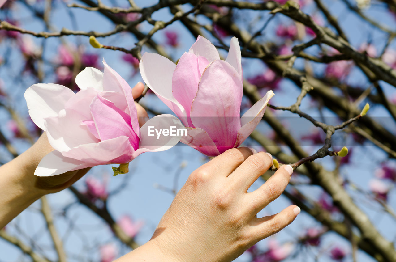 Close-up of hand holding pink flowers on tree