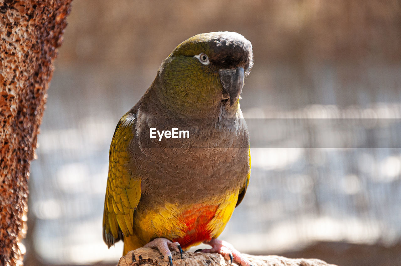 Close-up of parrot perching outdoors