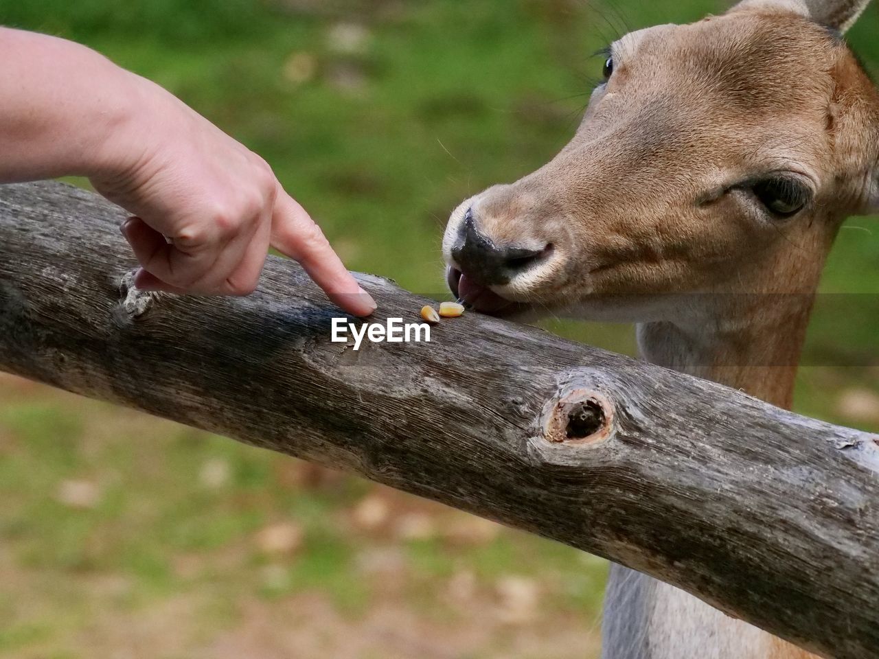 CLOSE-UP OF A HAND FEEDING A SQUIRREL