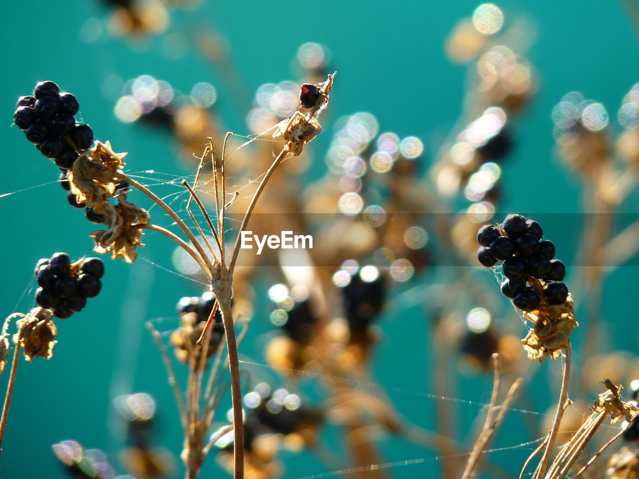 Close-up of flowers against blurred background