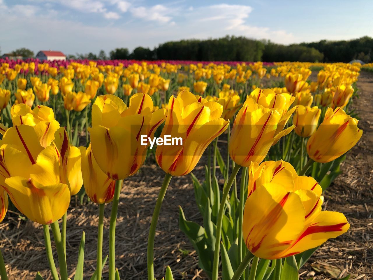 Close-up of yellow tulips in field