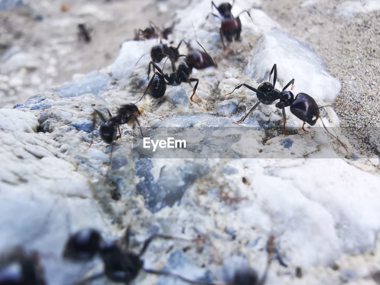 Close-up of ant team on ground