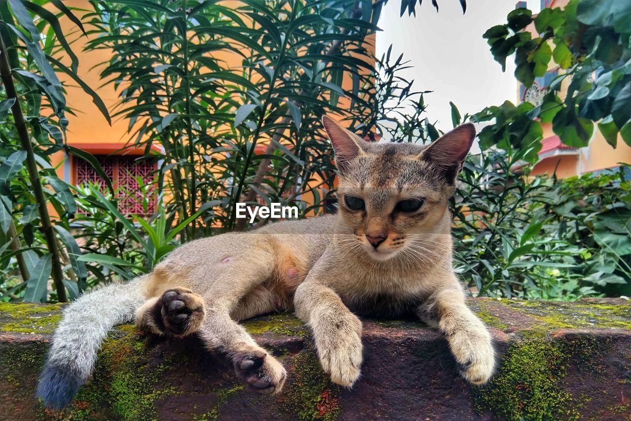 Portrait of a cat
