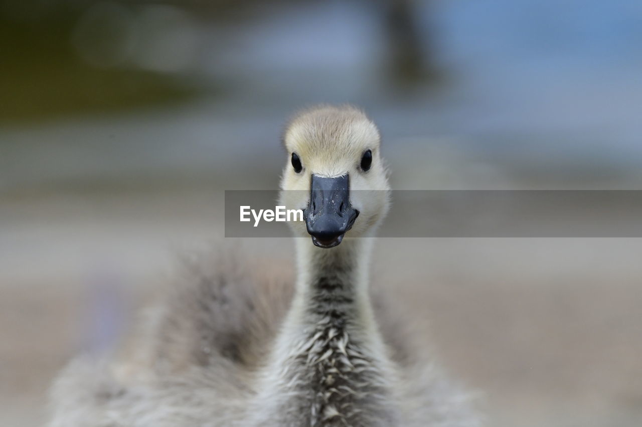 bird, animal themes, animal, beak, animal wildlife, wildlife, one animal, close-up, water bird, animal body part, portrait, focus on foreground, no people, nature, ducks, geese and swans, day, looking at camera, swan, ostrich, animal head, young animal, outdoors, water, young bird