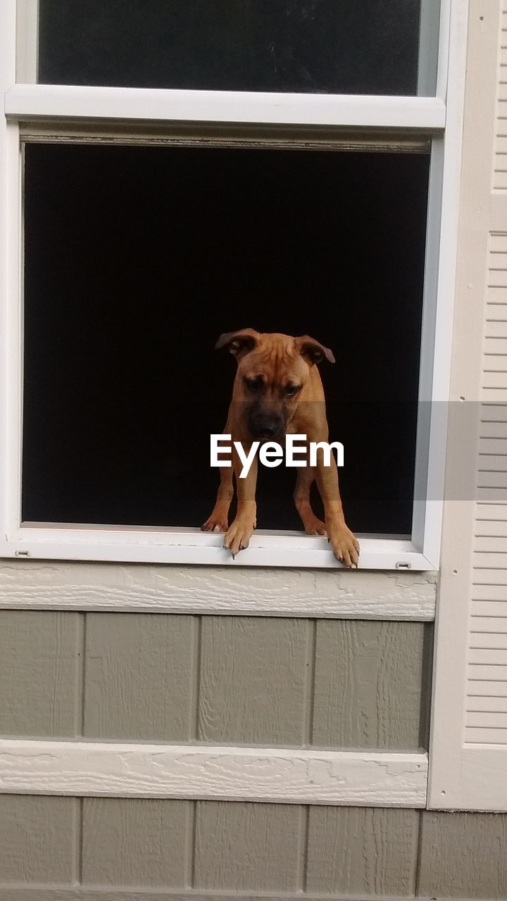 CLOSE-UP OF DOG ON INDOORS