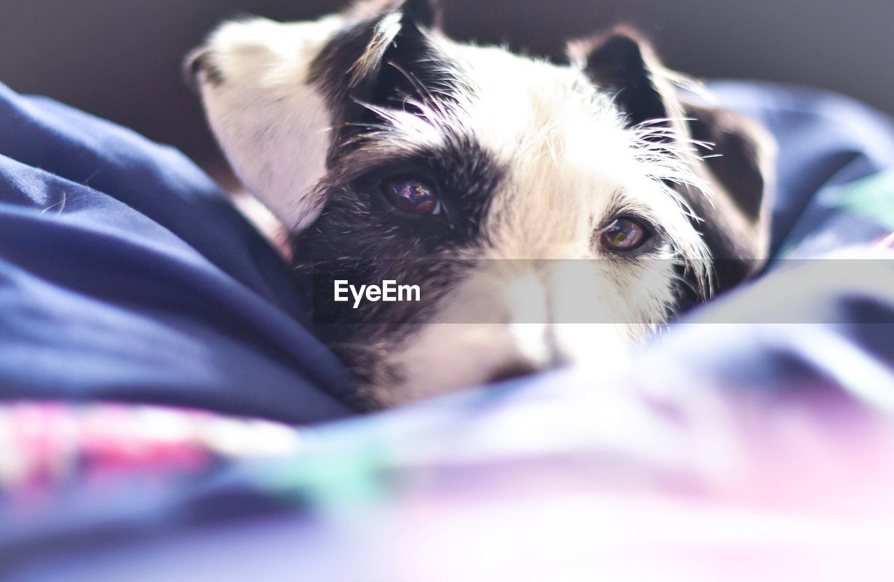 CLOSE-UP PORTRAIT OF DOG IN BED