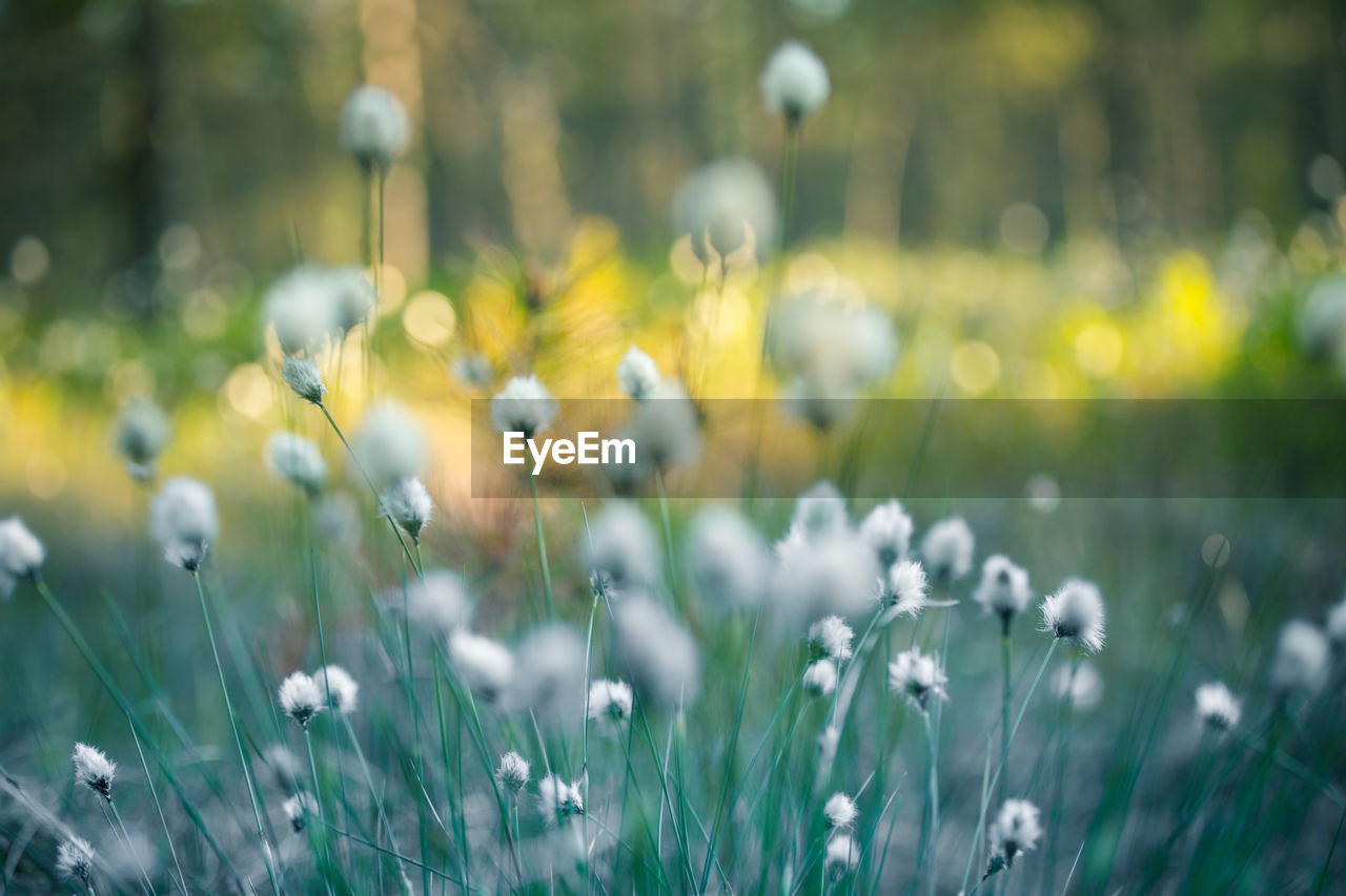 Beautiful white, fluffy cotton-grass heads in warm sunlight. wildflowers in the forest.