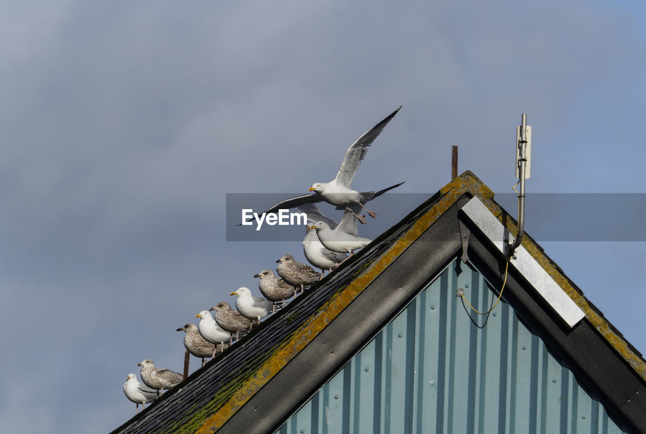 Low angle view of birds perching on roof against sky