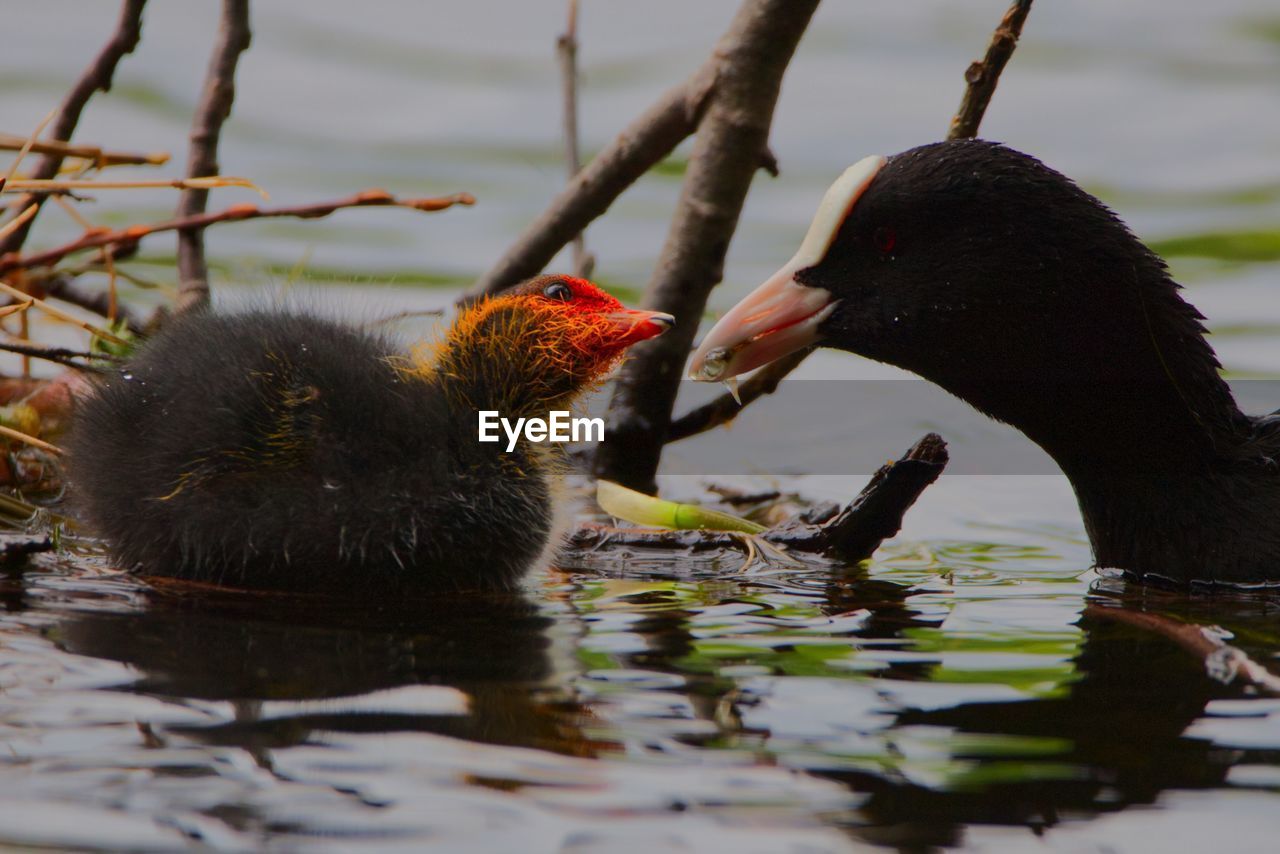 Duck feeding youngster 