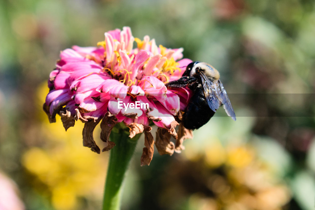 CLOSE-UP OF BEE POLLINATING ON PINK FLOWER