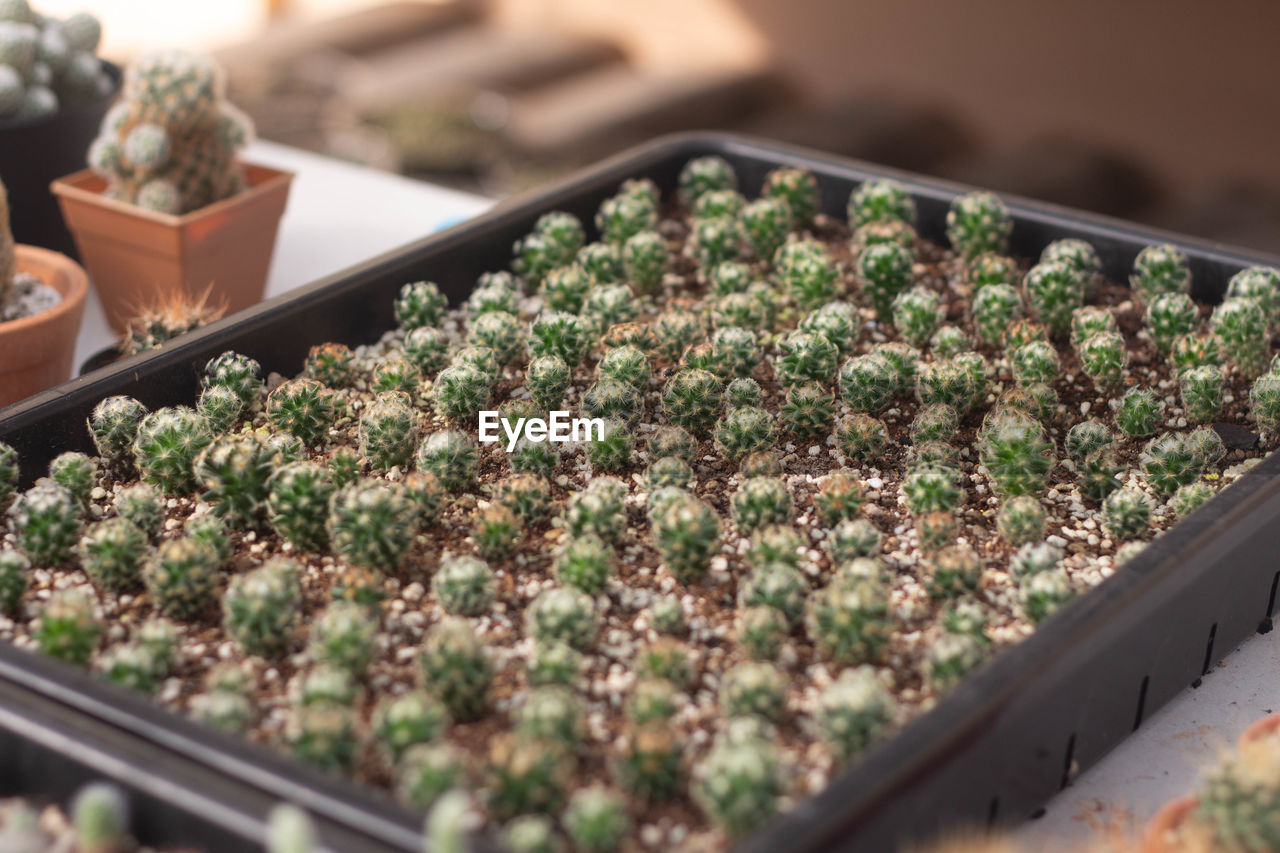 High angle view of potted plants in market