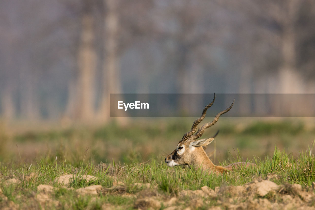 VIEW OF DEER ON GRASS