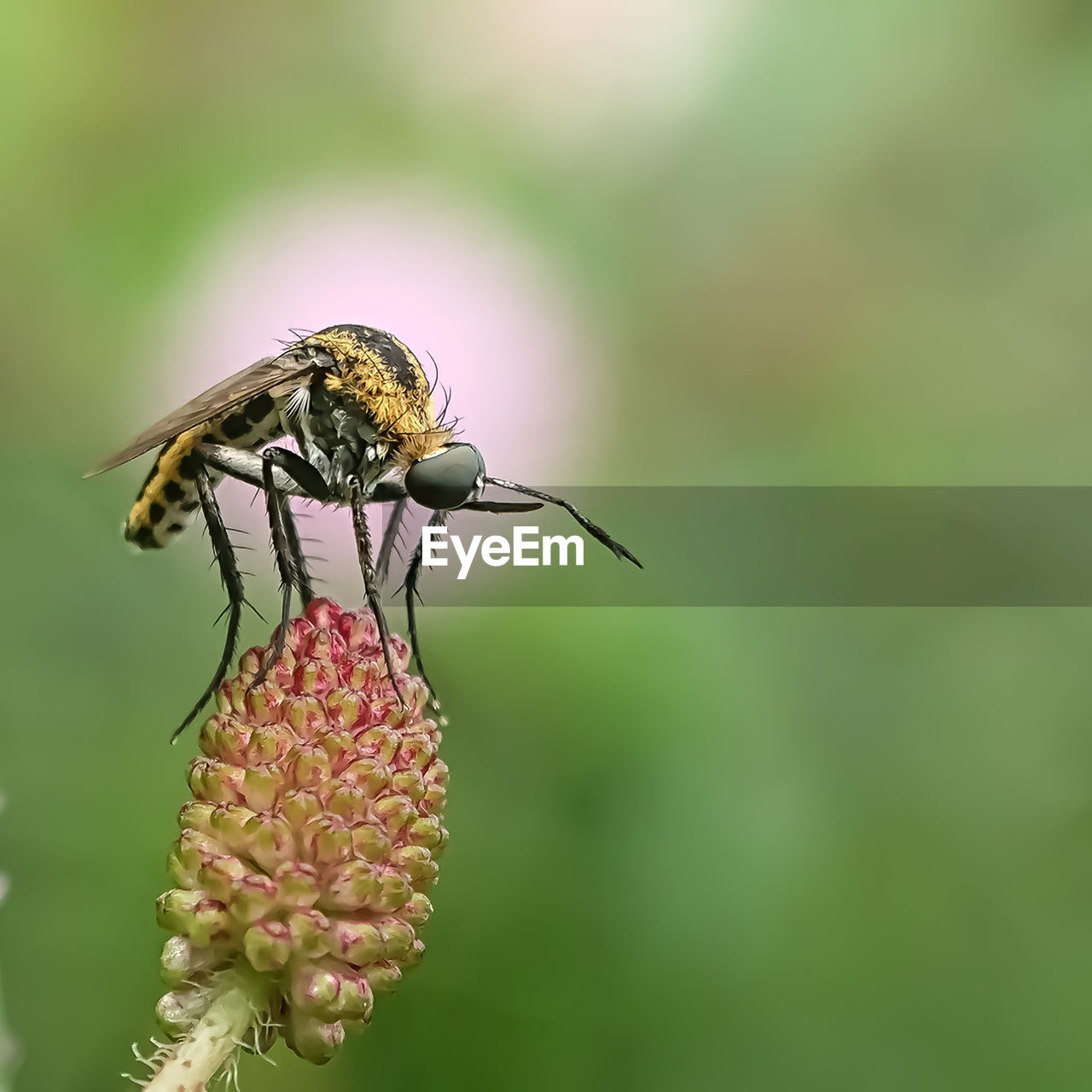 CLOSE-UP OF INSECT ON PLANT