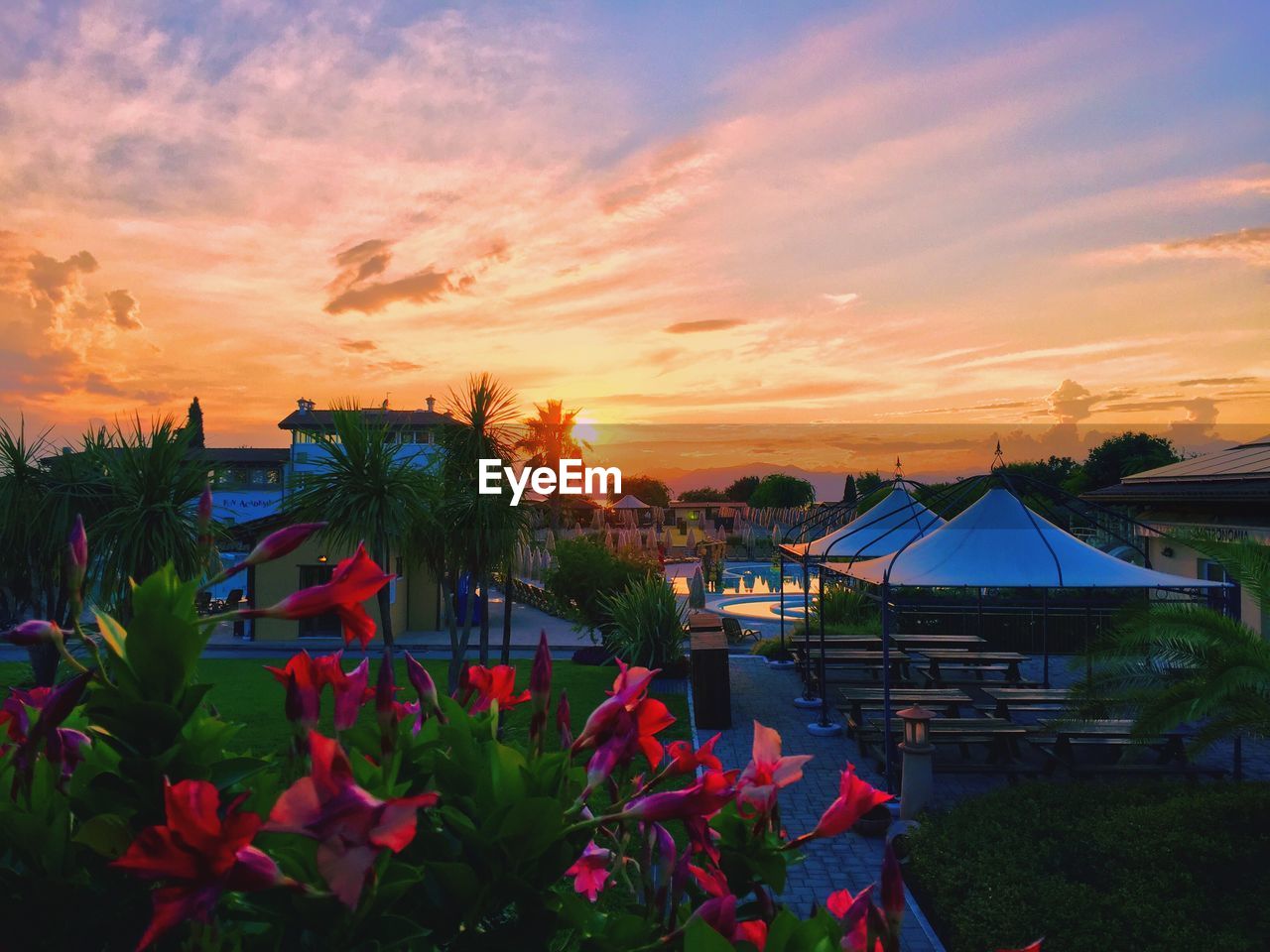 FLOWERING PLANTS AND TREES BY BUILDINGS AGAINST ORANGE SKY