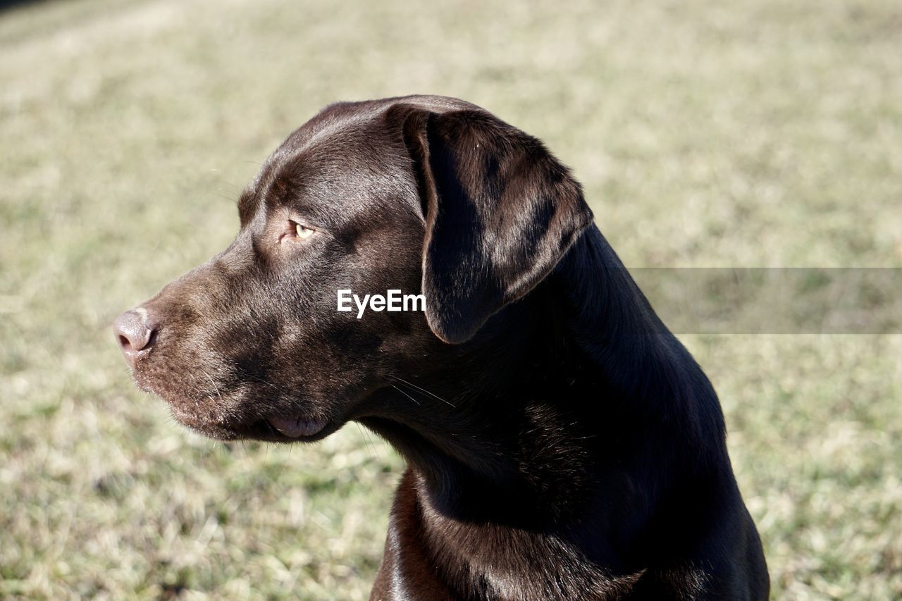 Close-up of brown labrador 