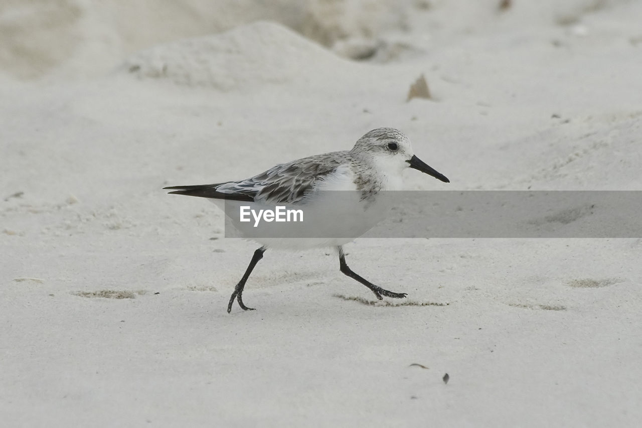 CLOSE-UP OF BIRD ON SANDY BEACH