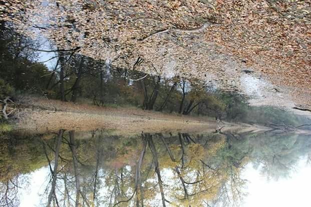 REFLECTION OF TREES IN WATER