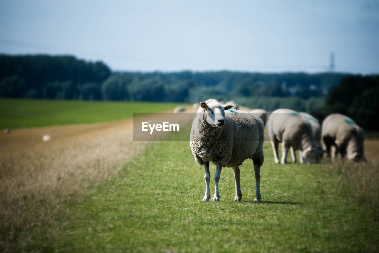 SHEEP ON FIELD