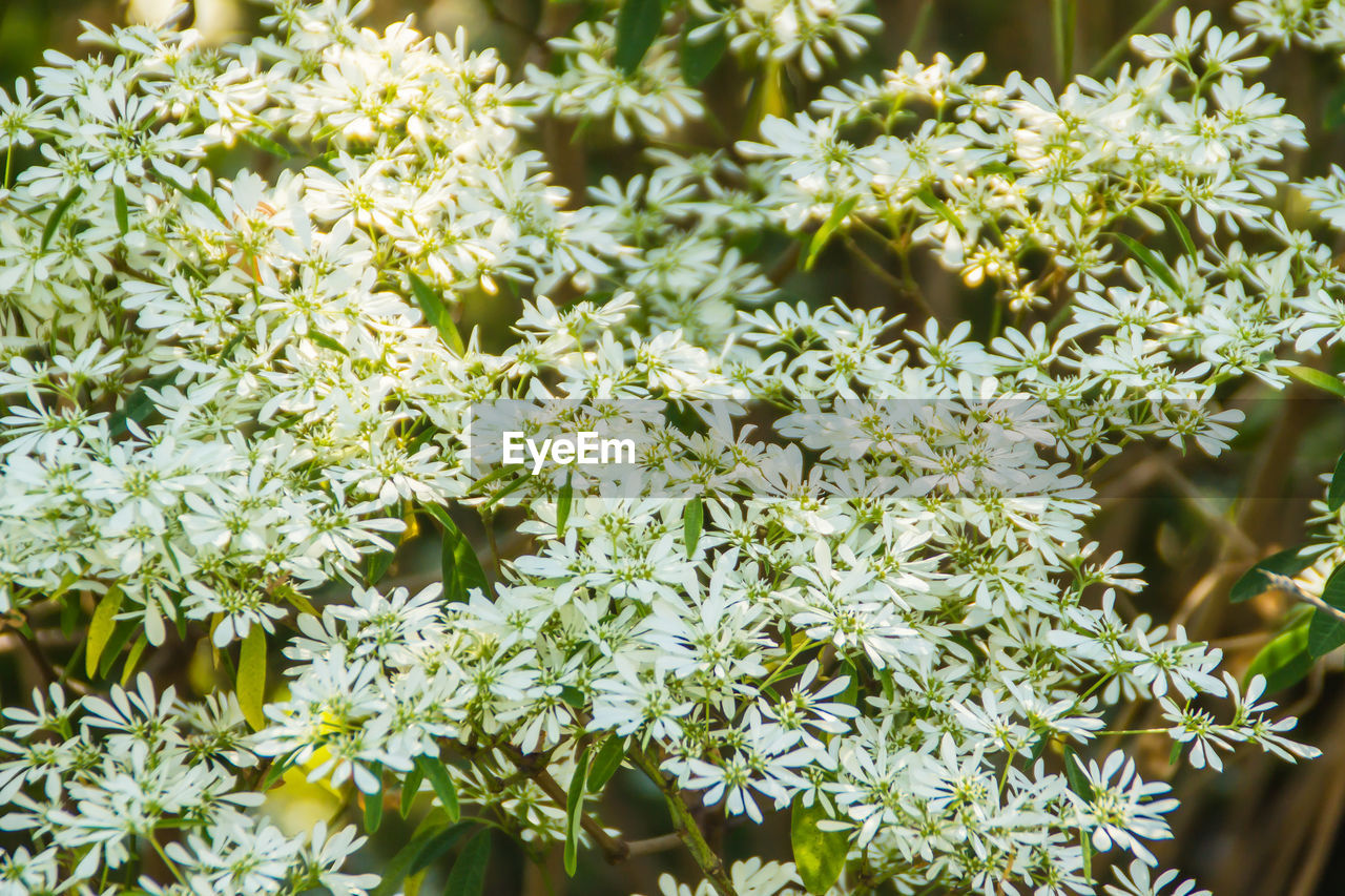 CLOSE-UP OF FLOWERING PLANT