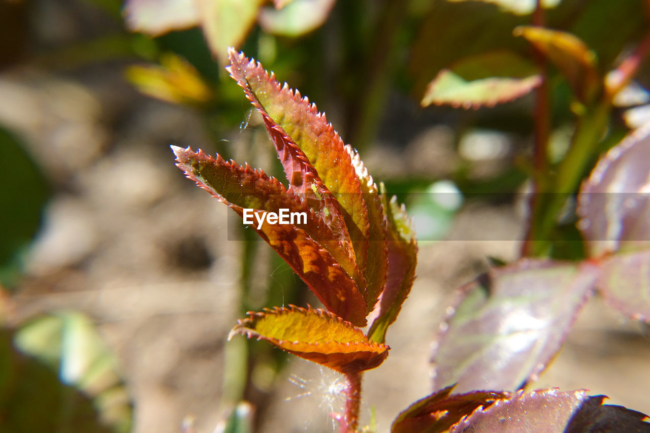 CLOSE-UP OF YELLOW LEAVES ON PLANT