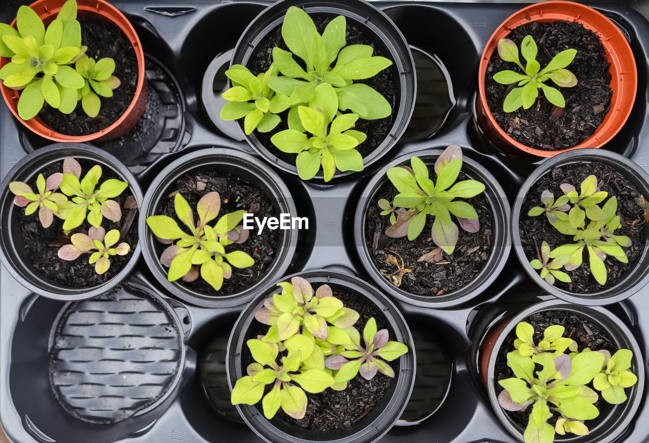 Fresh green seedlings growing in pots. garedning concept.